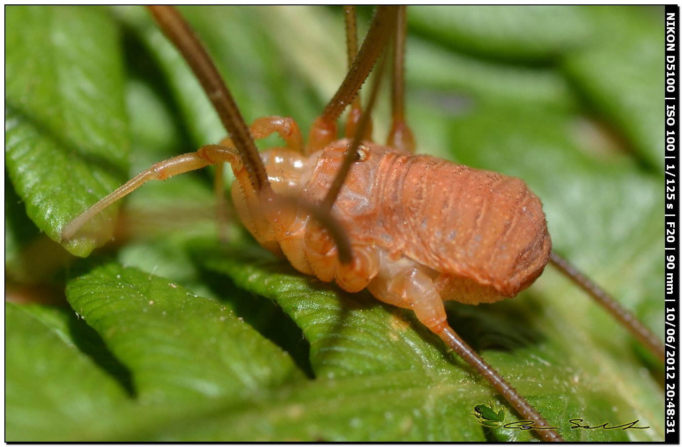 Opilio canestrinii da Villanova Monteleone No 176